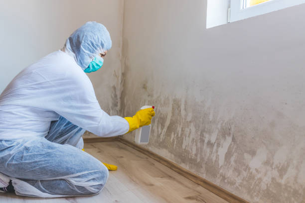 Licensed Black Mold Removal service in Traverse City, MI - WQB Mold Removal