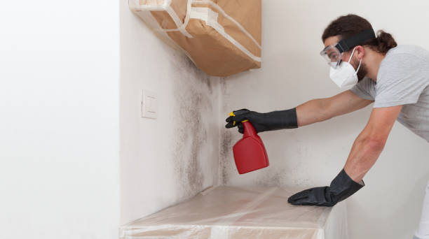 Professional Black Mold Removal technician working in Traverse City, MI