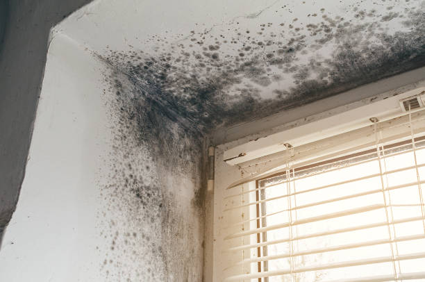 Affordable Black Mold Removal solutions in Traverse City, MI