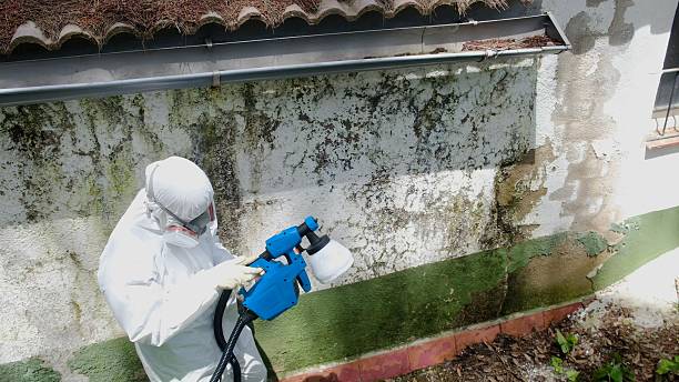 Top rated local Black Mold Removal specialists in Traverse City, MI
